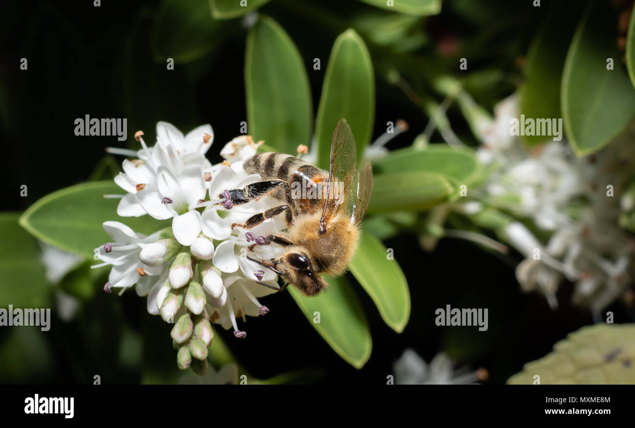 Gros plan d'une abeille sauvage recueillir le nectar des fleurs blanches Banque D'Images