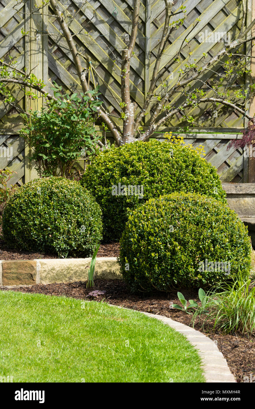Close-up de belle, paysagé, jardin privé avec un design contemporain, border de plantes, d'arbustes, fort boules & fan arbre fruitier - Yorkshire, Angleterre, Royaume-Uni Banque D'Images
