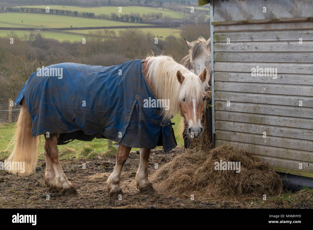 Pony en un seul manteau bleu manger le foin en hiver, UK Banque D'Images