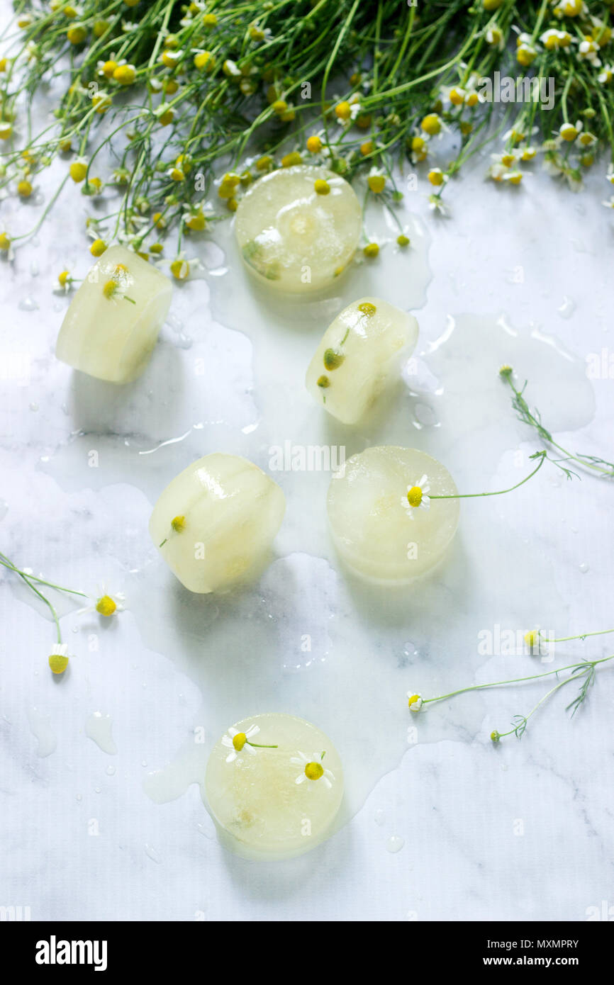 Des cubes de glace de Camomille Camomille et à des fins esthétiques sur un arrière-plan d'un bouquet de marguerites. Focus sélectif. Banque D'Images