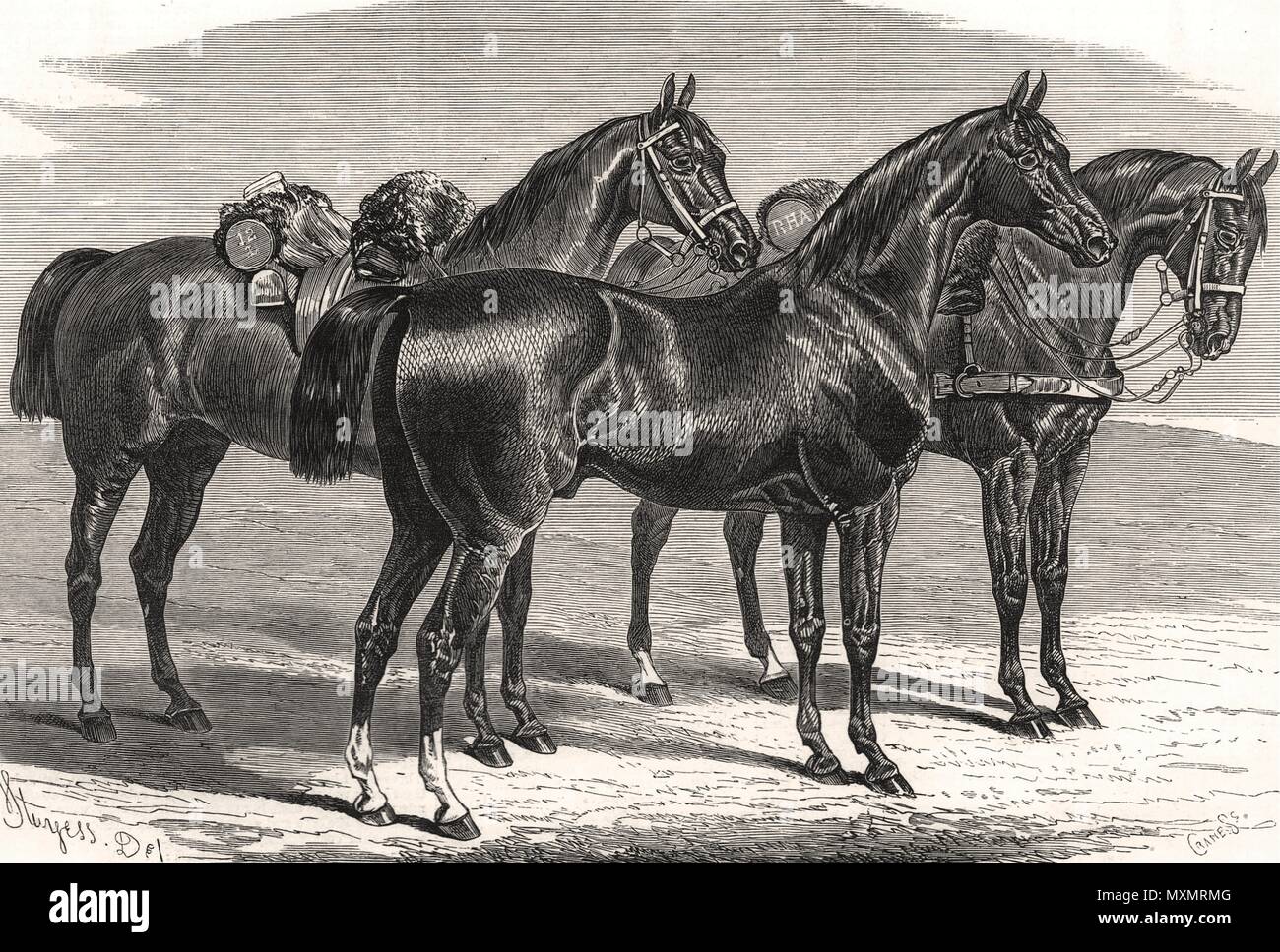 Manchester International Horse Show de troupes militaires chargeur 1875 Lancer. L'Illustrated London News Banque D'Images