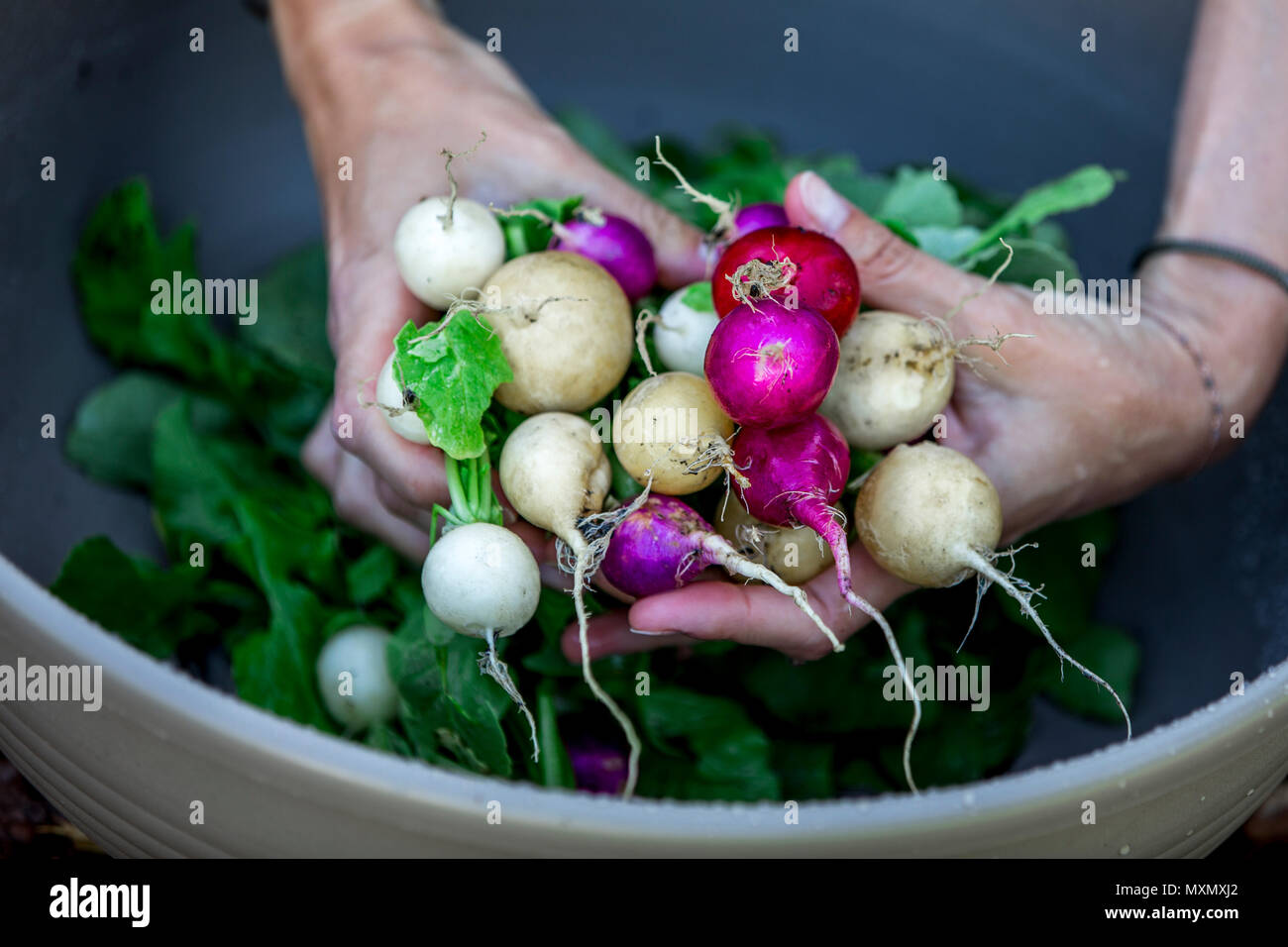 Jardinage - radis biologiques frais lave Femme Banque D'Images