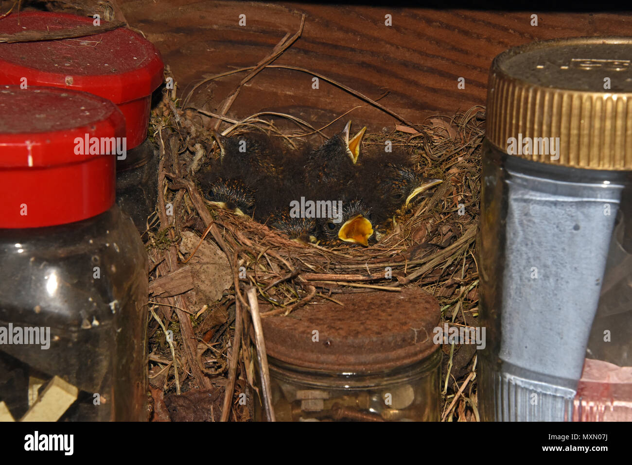 Jeune européen Robin (Erithacus rubecula aux abords le pas melophilus) poussins dans leur nid dans un abri de jardin dans le sud de l'Angleterre Banque D'Images