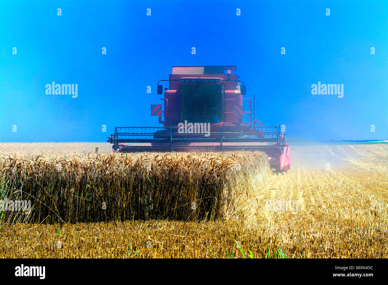 Moissonneuse-batteuse travaillant dans les champs dorés sous un ciel bleu clair en Auvergne, France, pendant la saison des récoltes Banque D'Images