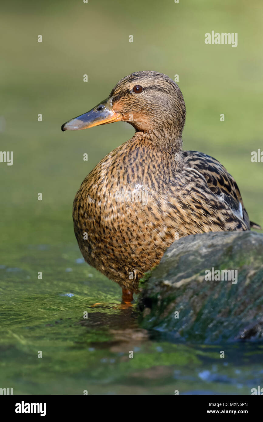 / Canard colvert Anas platyrhynchos Canard sauvage ( ) , femelle au repos, debout dans l'eau peu profonde, belle lumière, regardant attentivement, de la faune, de l'Europe. Banque D'Images