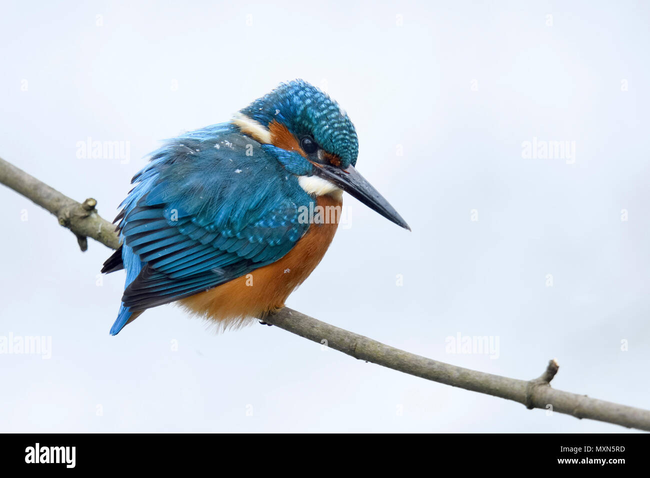 Kingfisher Alcedo atthis eurasien ( ), homme en hiver avec des flocons de neige sur ses plumes, perché sur une branche, chasse, regarder pour la proie, de la faune, Euro Banque D'Images