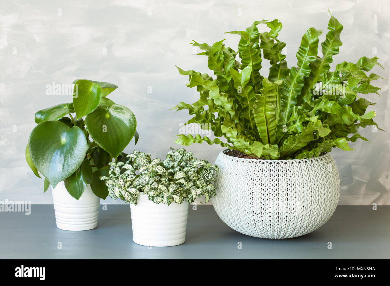 Plantes d'Asplenium nidus, peperomia et fittonia en pots Banque D'Images