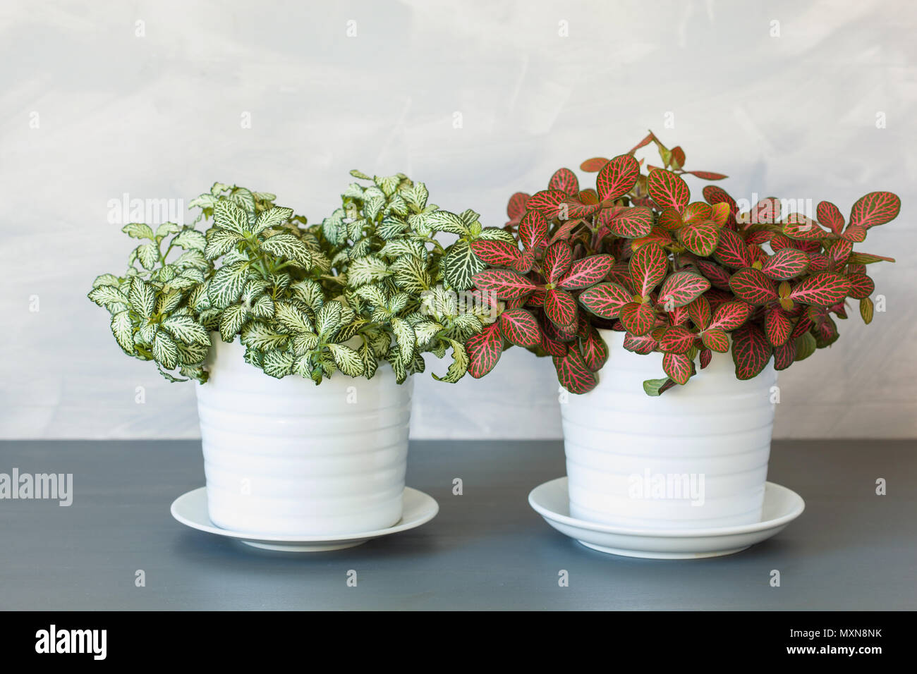 Dans albivenis fittonia 'plante pot blanc Banque D'Images