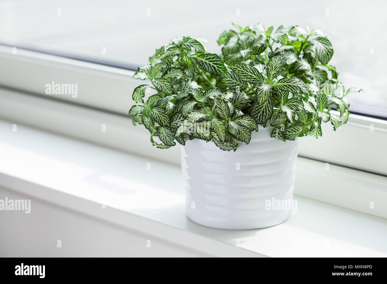 Dans albivenis fittonia 'plante pot blanc Banque D'Images