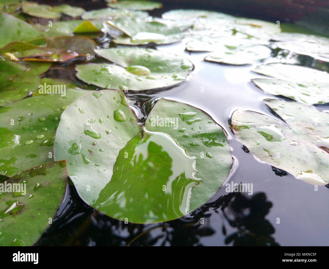 Feuille de Lotus flotter sur l'eau dans le jardin paisible avec réflexion gouttes d'eau sur feuille de lotus vert vert. Banque D'Images