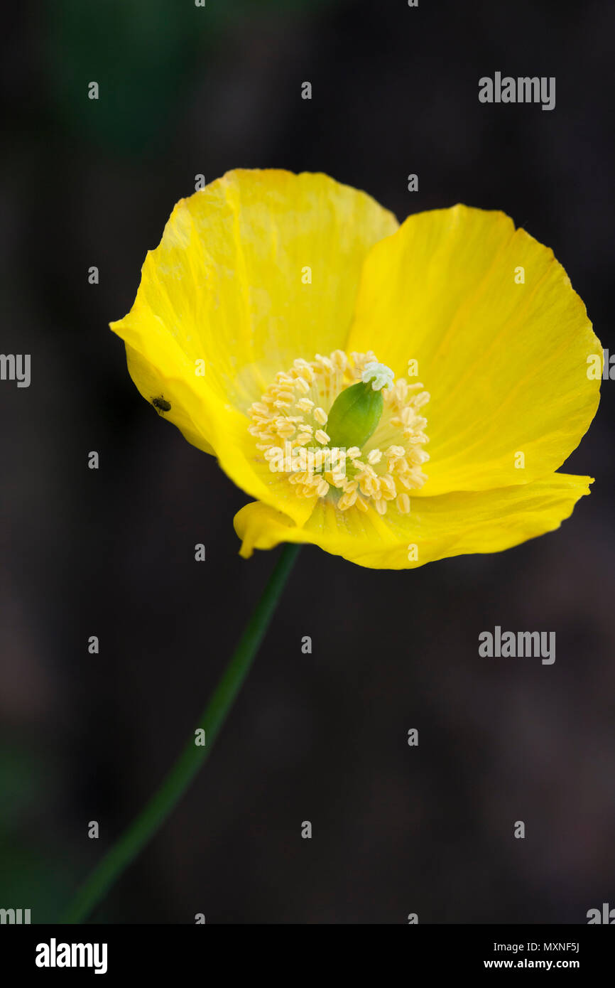(Welsh Poppy Meconopsis cambrica) isolés sur un fond sombre, UK Banque D'Images