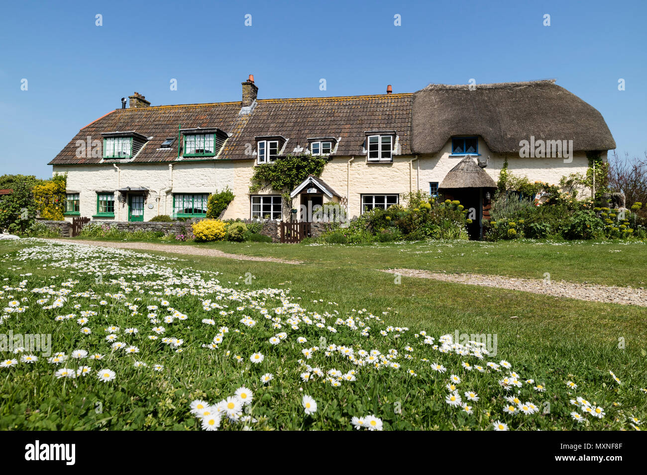 Pelouse Daisy et Gibraltar Cottages au printemps, Porlock Weir, Somerset, UK Banque D'Images