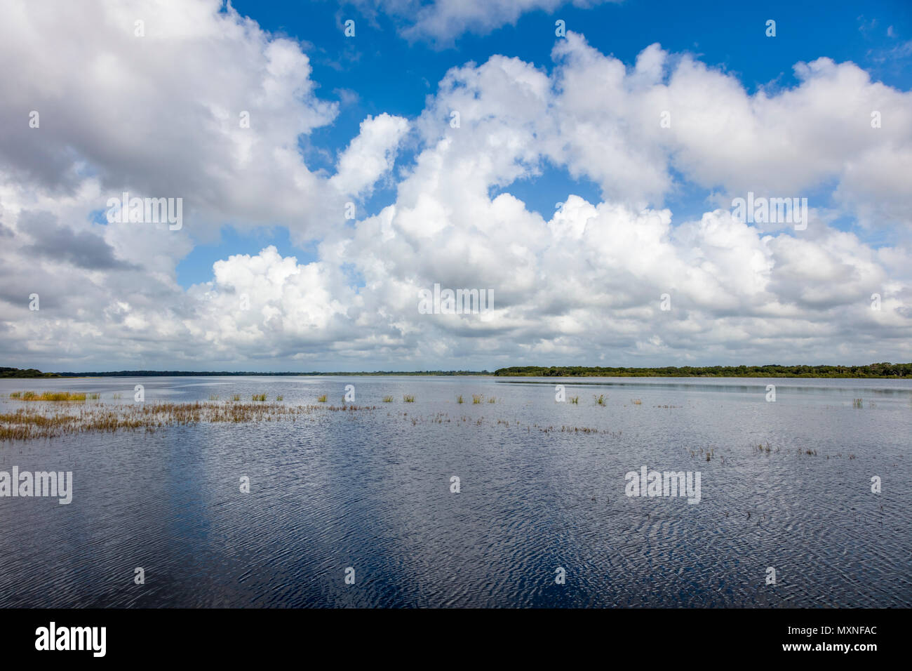 Ciel bleu avec de gros nuages blancs plus haute Myakka Lac dans Myakka River State Park à Sarasota en Floride Banque D'Images