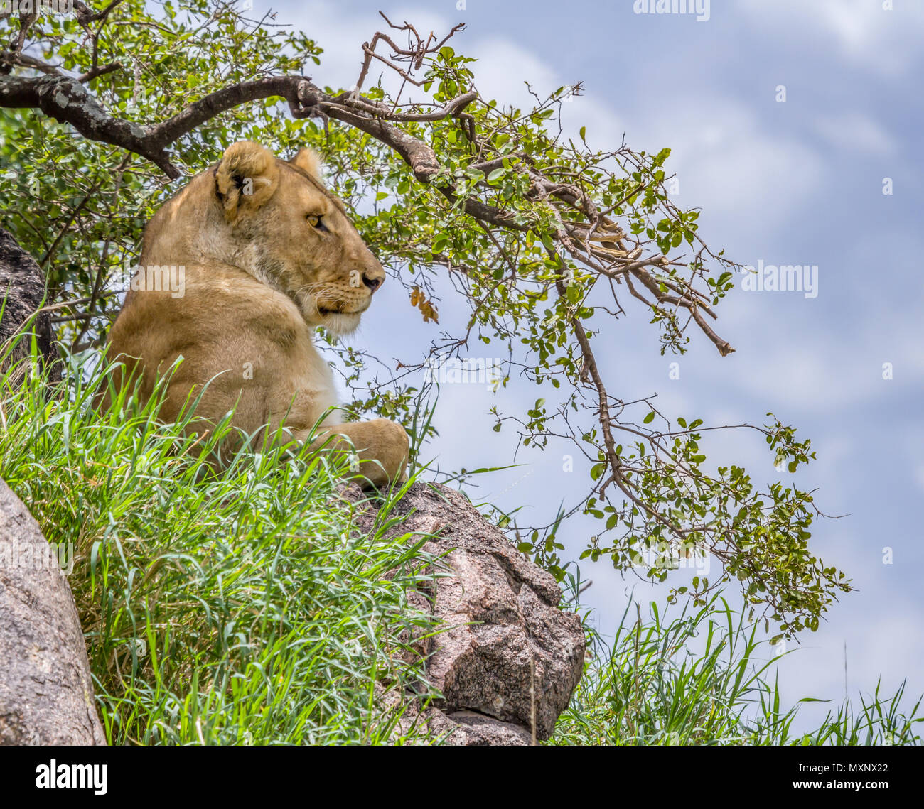 Lioness (Panthera leo) à l'affût dans le Parc National du Serengeti. Banque D'Images