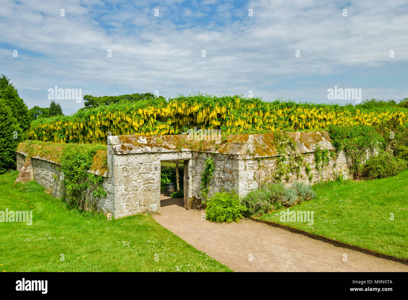 Le CHÂTEAU DE CAWDOR NAIRN ECOSSE ENTRÉE DU JARDIN DE L'ARBRE LABURNUM FORTIFIÉE À PIED Banque D'Images