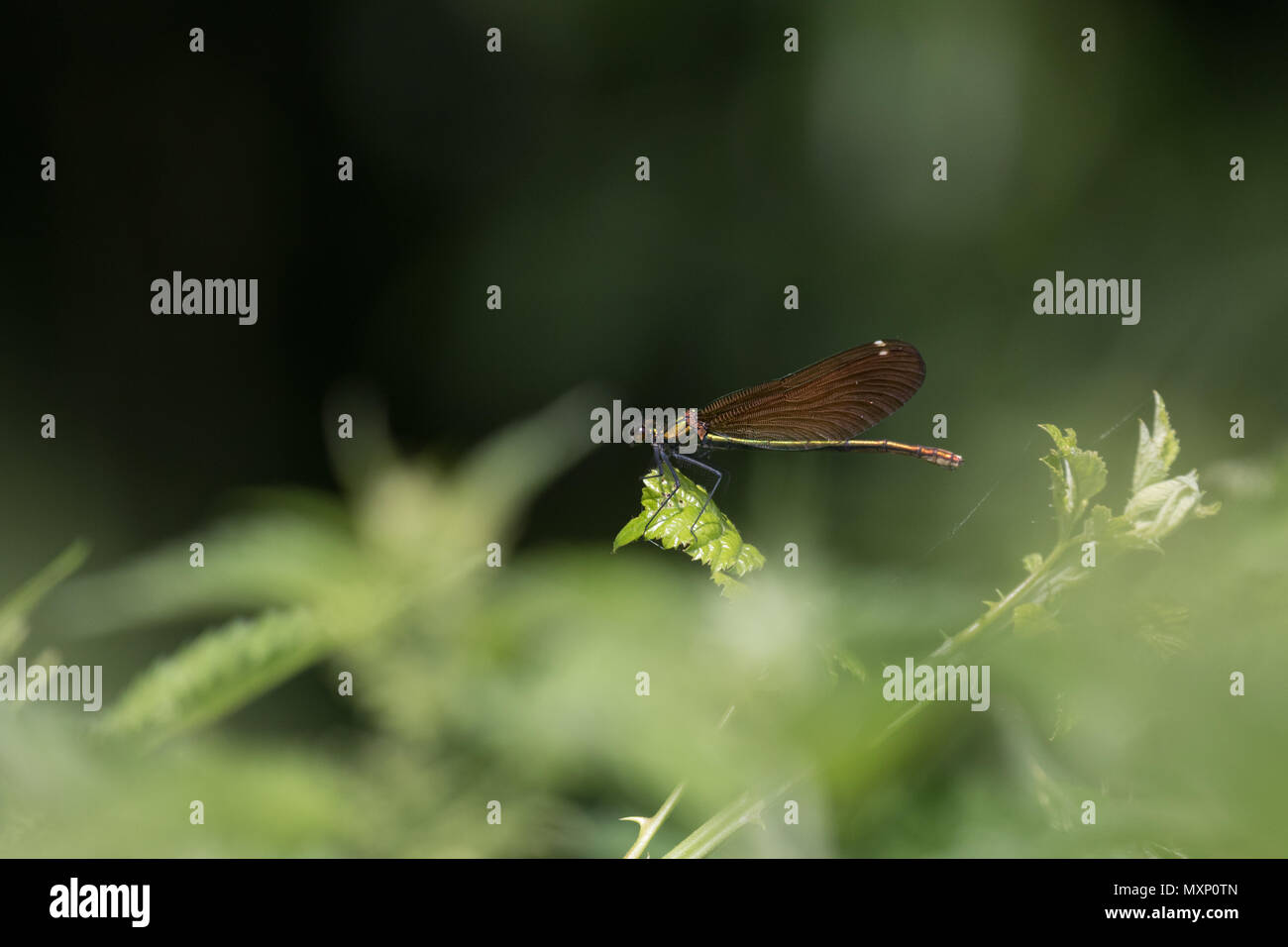 Belle demoiselle demoiselle (Calopteryx virgo) perché sur la végétation dans une haie dans le Worcestershire, Angleterre. Banque D'Images