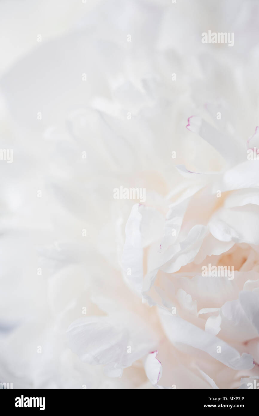 Pivoines blanches close-up, macro Banque D'Images