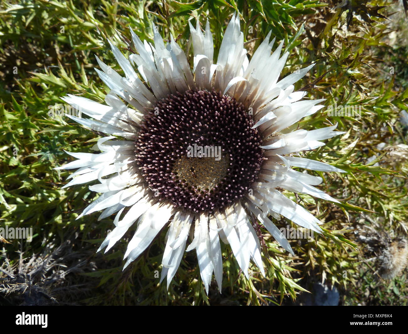 Flowerhead carline acaule de thistle Banque D'Images