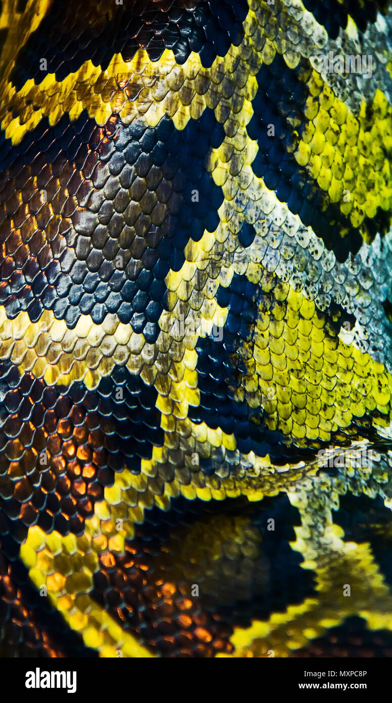 Grande peau de python Banque D'Images