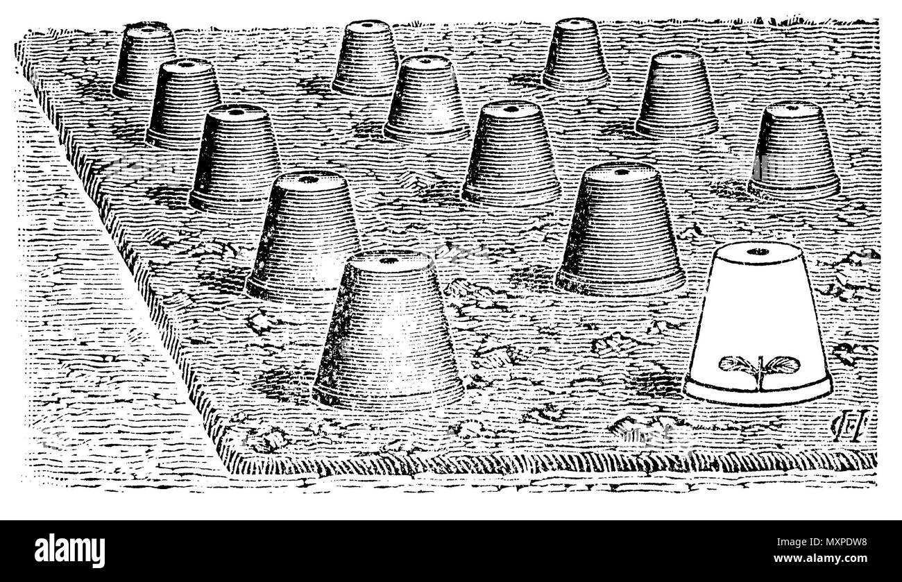 Protection des plantes en pots de concombre, C.F.H. 1915 Banque D'Images