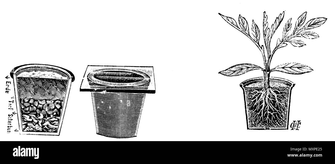 Tomate : pots de semis et jeunes plantes dans le pot, C.F.H. 1915 Banque D'Images