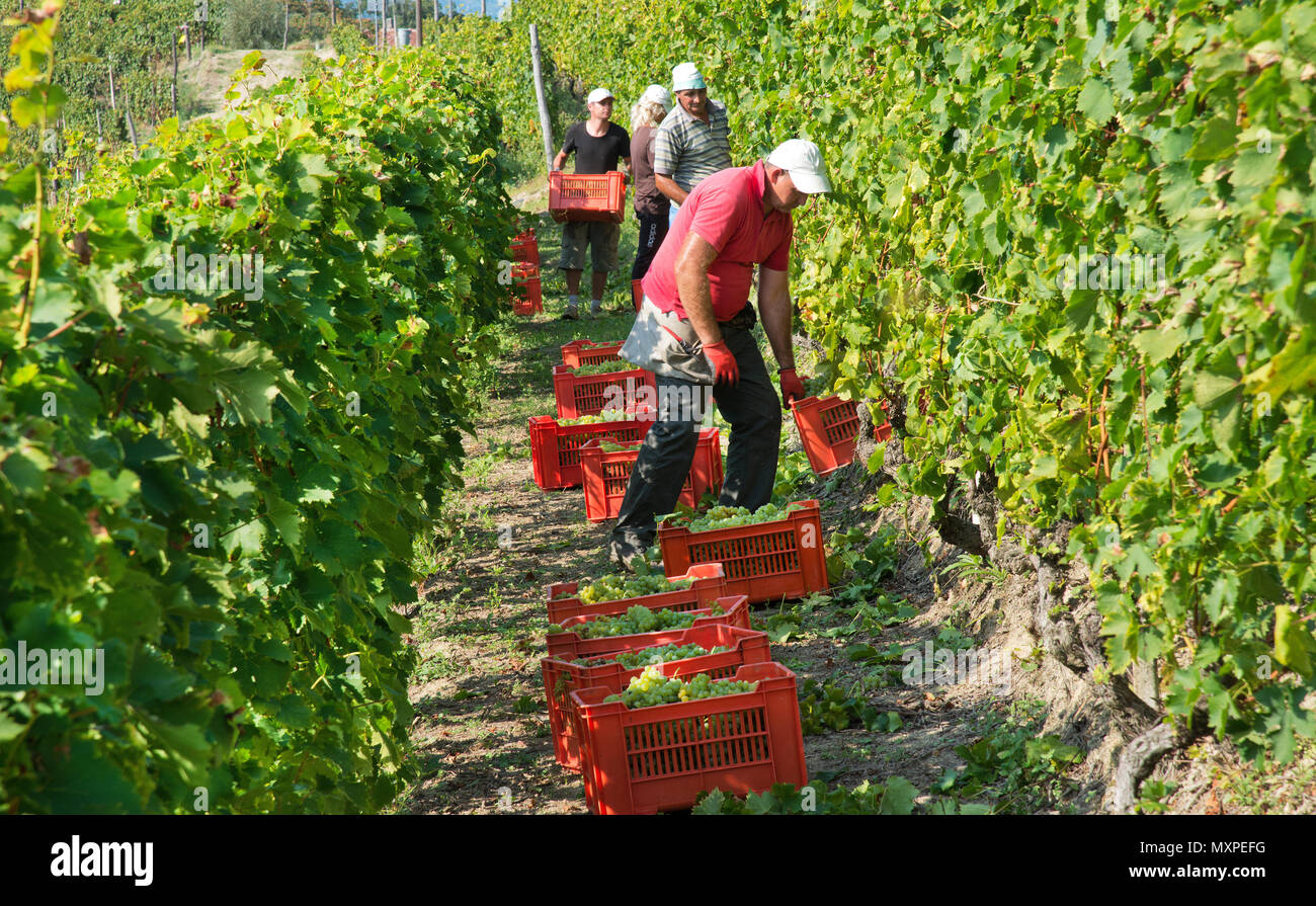 L'Italie, panorama de vignobles du Piémont : Langhe-Roero et Monferrato sur la Liste du patrimoine mondial de l'UNESCO. La récolte en colline Moncucco, Piémont, Italie Banque D'Images