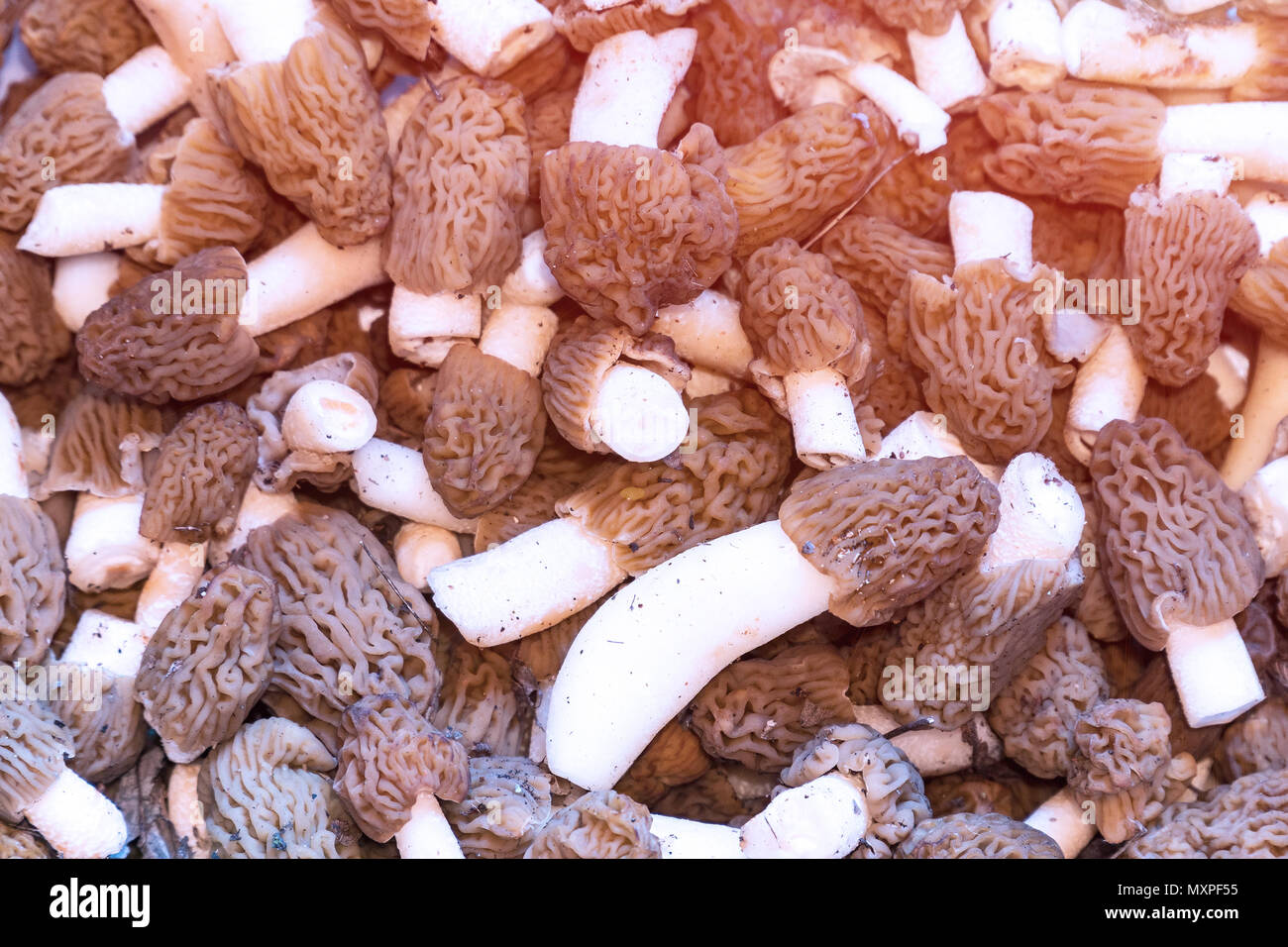 Les champignons avec chapeaux marron froissé Photo Stock - Alamy