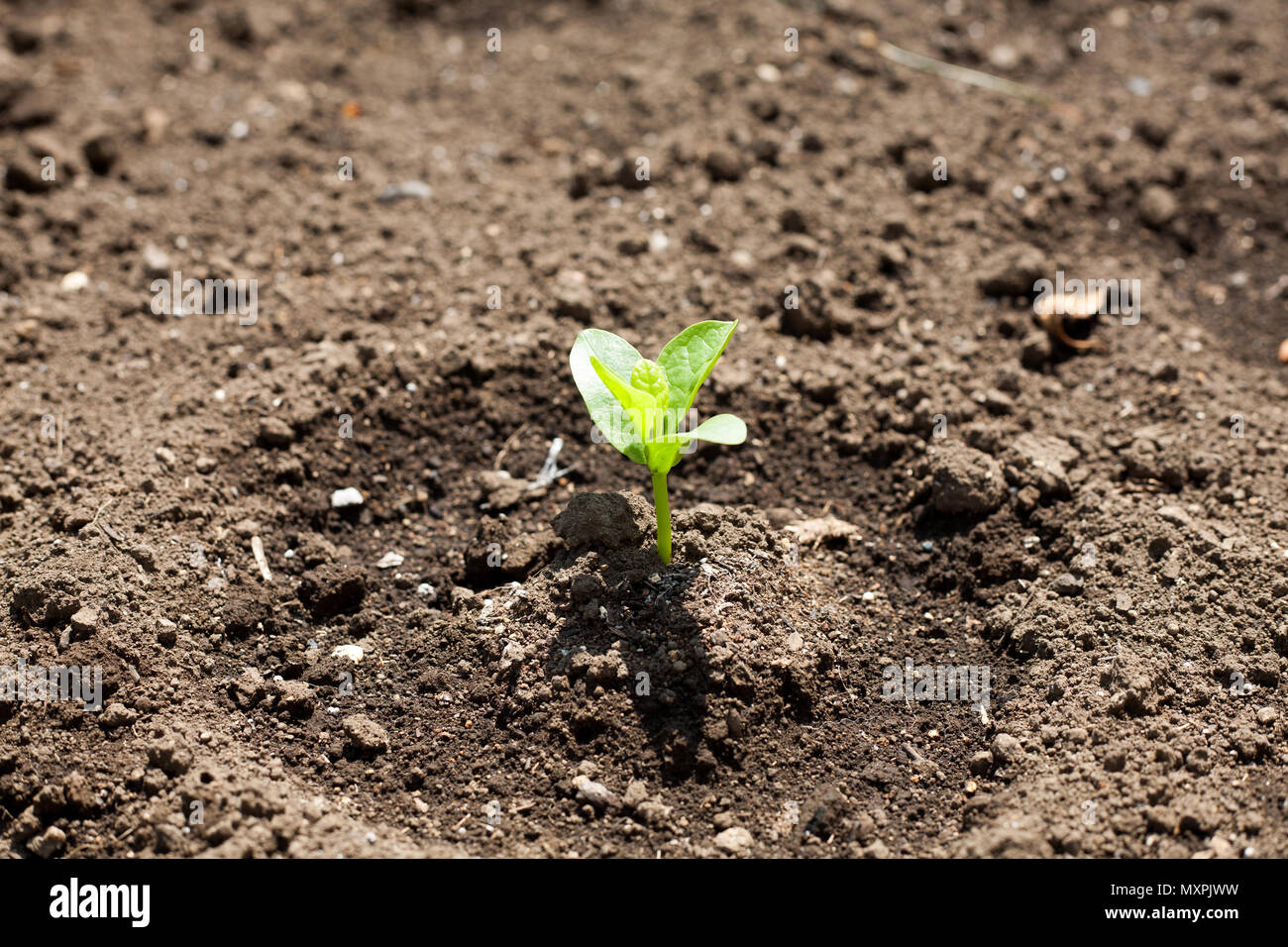 L'épinard malabar germination sur sol ferme Banque D'Images