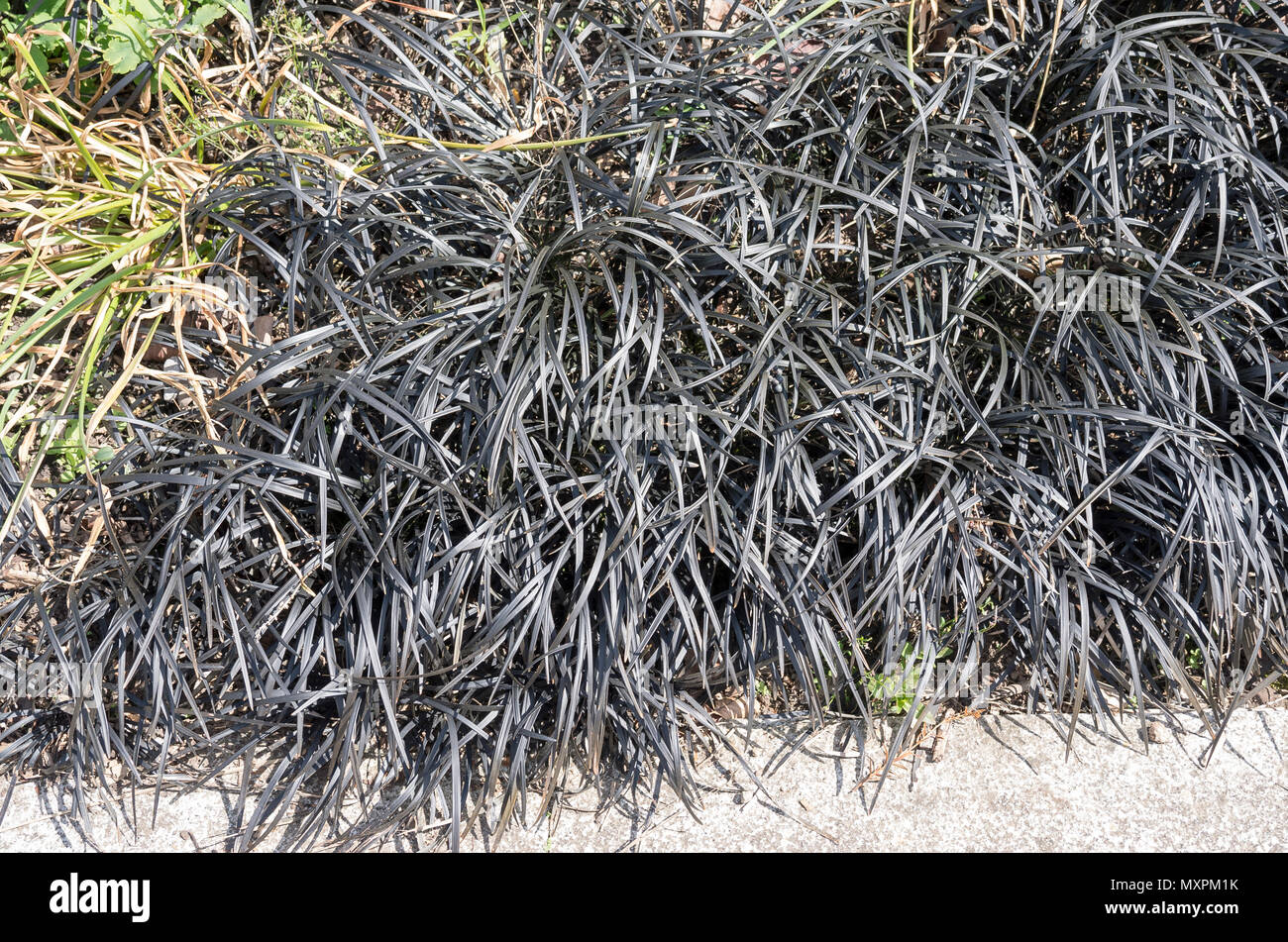 Plante vivace herbacée inhabituelle qui ressemble à l'herbe noire - Ophiopogon Planiscapus Nigrescens dans un jardin anglais Banque D'Images