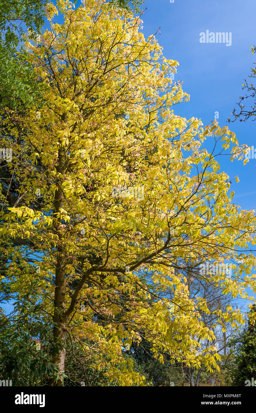 Aesculus x Neglecta Erythroblastos marronnier ou Caroline dans un jardin de l'Angleterre Banque D'Images