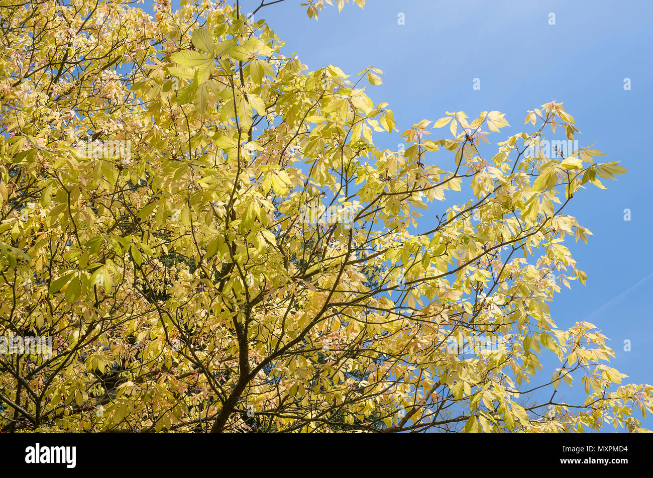 Aesculus x Neglecta Erythroblastos marronnier ou Caroline dans un jardin de l'Angleterre Banque D'Images