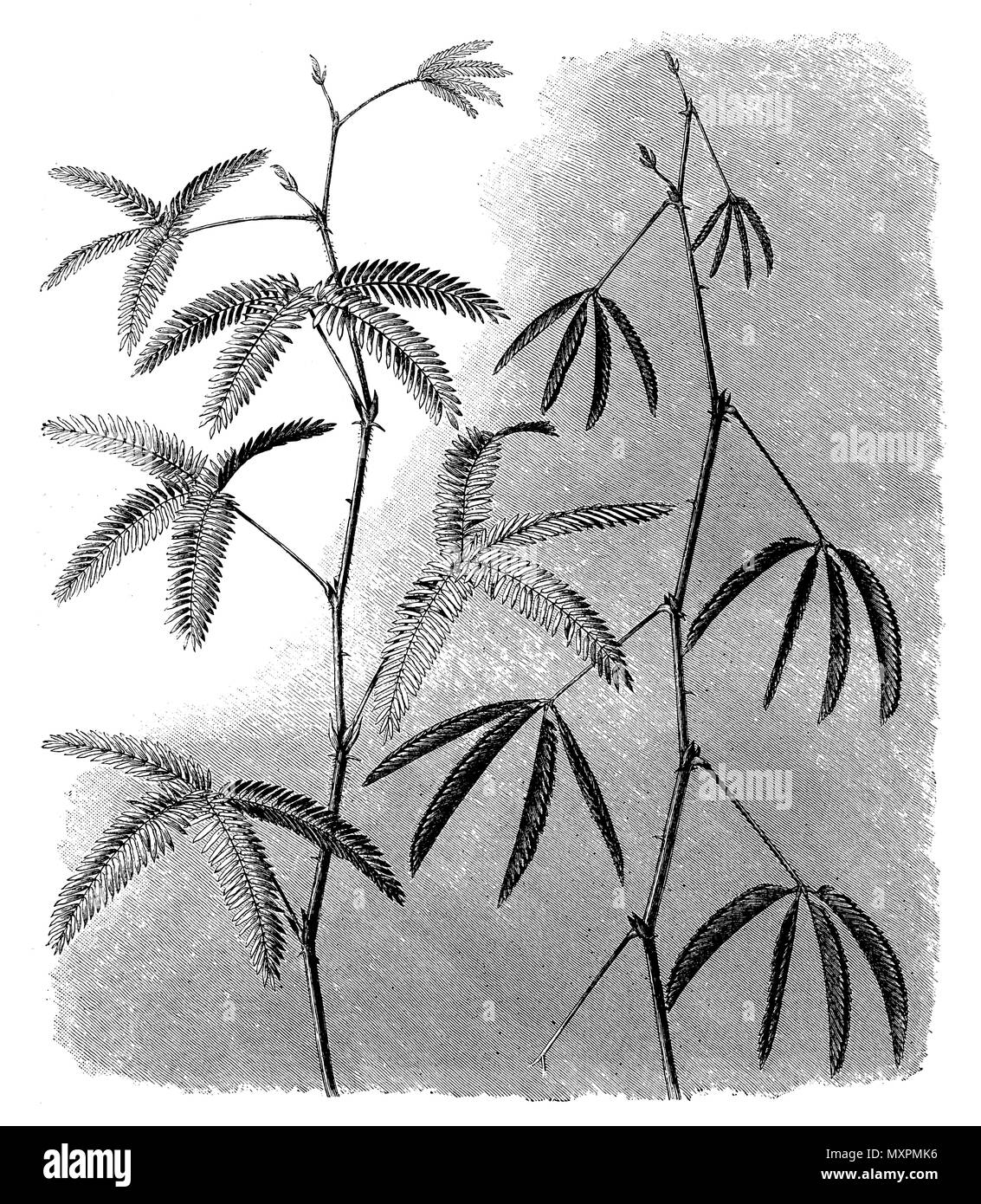 Mimosa, plantes sensibles  <Mimosa pudica > par jour (à gauche) et par nuit (à droite), 1888 Banque D'Images