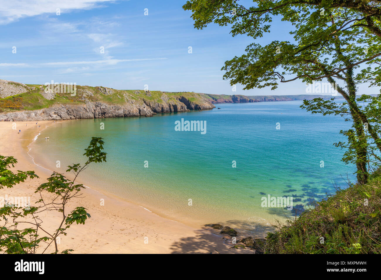 Barafundle Bay, Pembrokeshire Coast, Pembrokeshire, Pays de Galles, Royaume-Uni Banque D'Images
