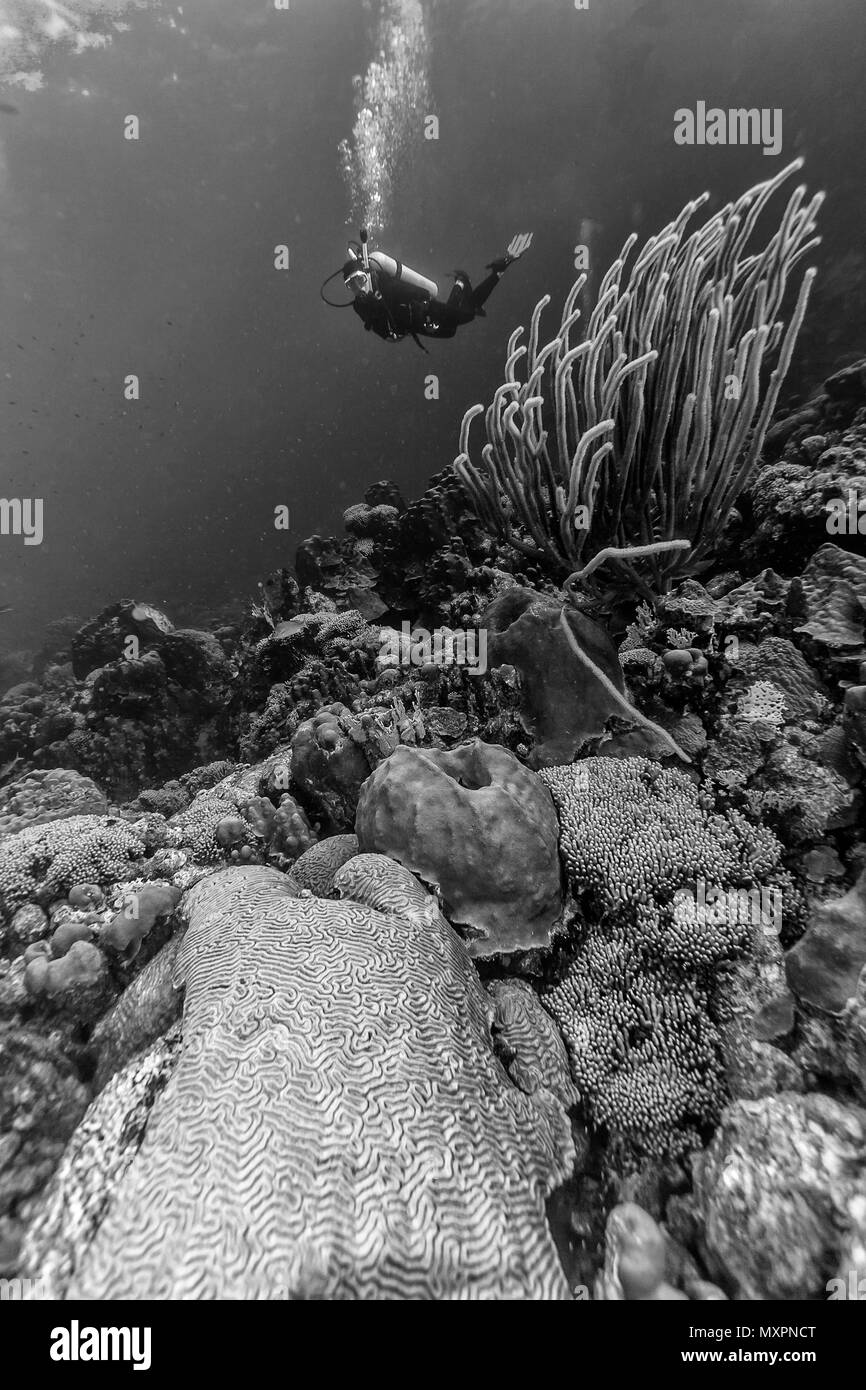 Barrière de corail en mer Carbiiean avec diver coral grand cerveau ci-dessus Banque D'Images