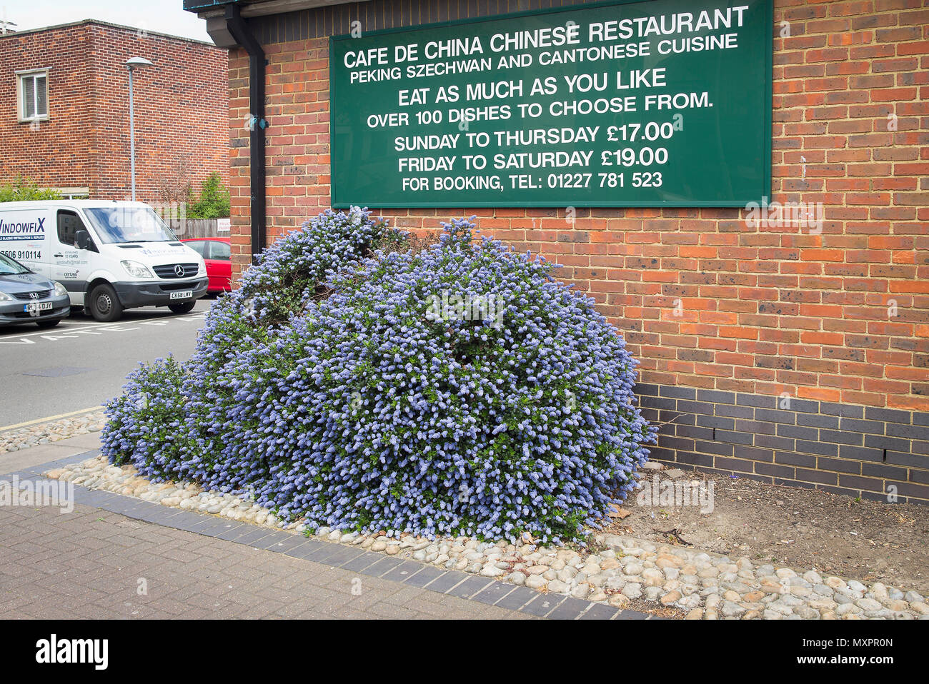 Ceanothus décoratif de plus en plus d'arbres sur des terres situées à l'extérieur d'un restaurant chinois dans la région de Canterbury Kent England UK. Notez également les repas disponibles dans la resta Banque D'Images