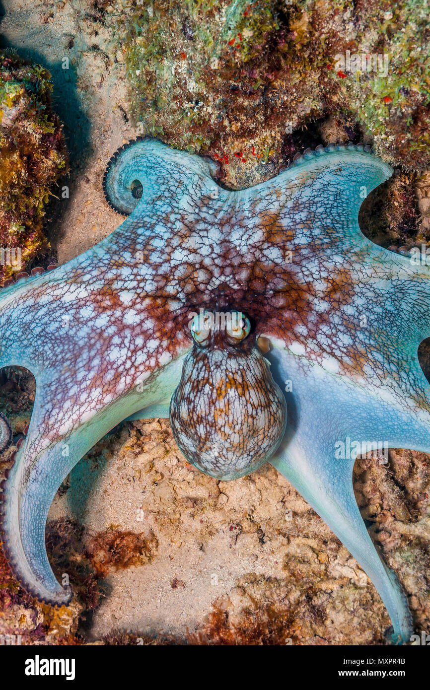 Caribbean reef octopus Octopus briareus,est un animal marin des récifs coralliens. Banque D'Images