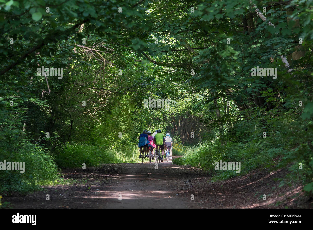 Ancienne ligne de chemin de fer maintenant un cycle de marche et vélo avec des arbres ombreux. Banque D'Images