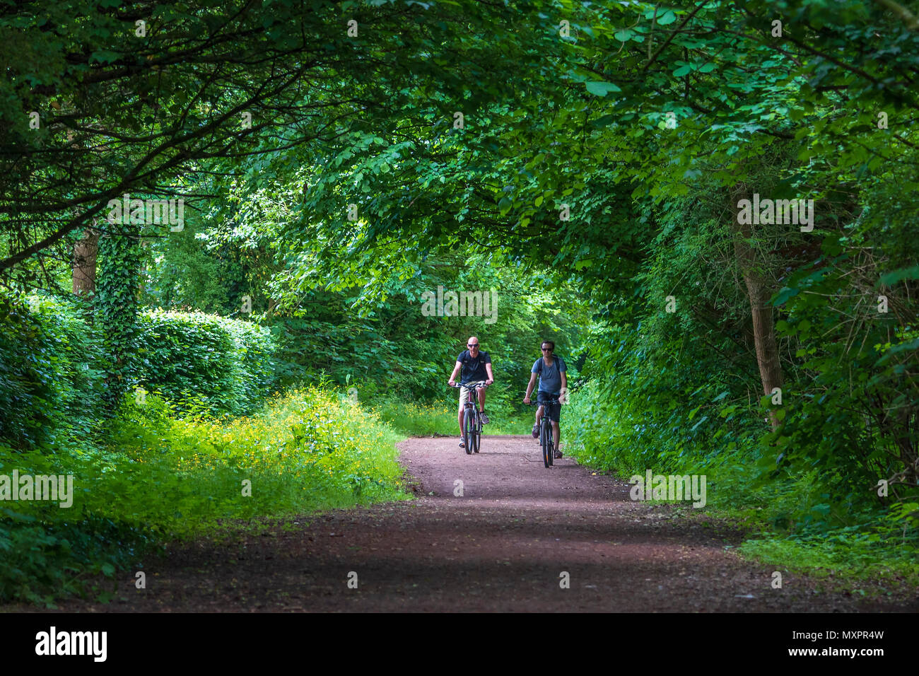 Ancienne ligne de chemin de fer maintenant un cycle de marche et vélo avec des arbres ombreux. Banque D'Images