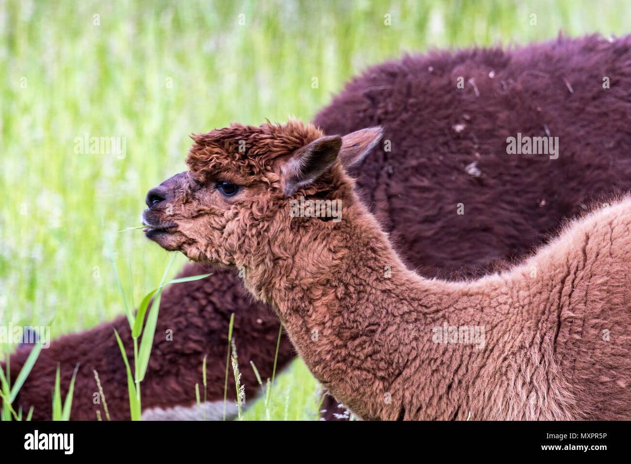 Les lamas dans le champ, les camélidés sud-américains Banque D'Images
