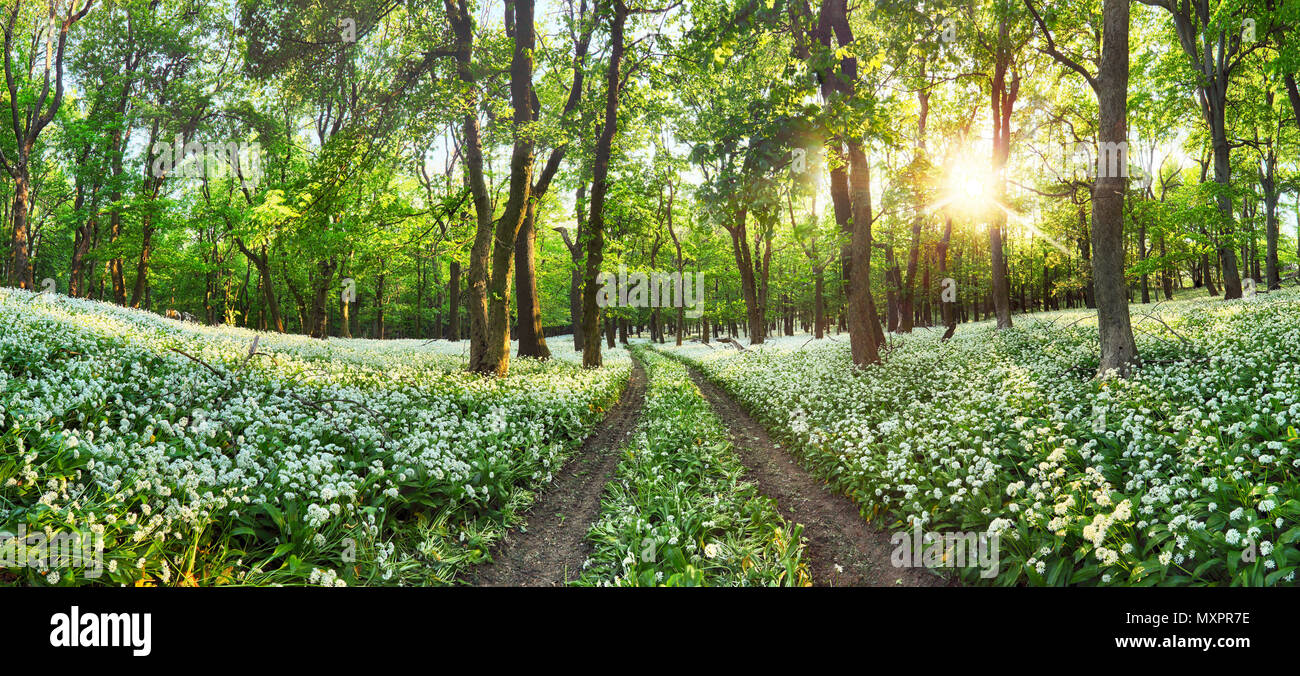 Grâce à une allée de la forêt de fleurs de printemps fleurs blanches. L'ail sauvage Banque D'Images