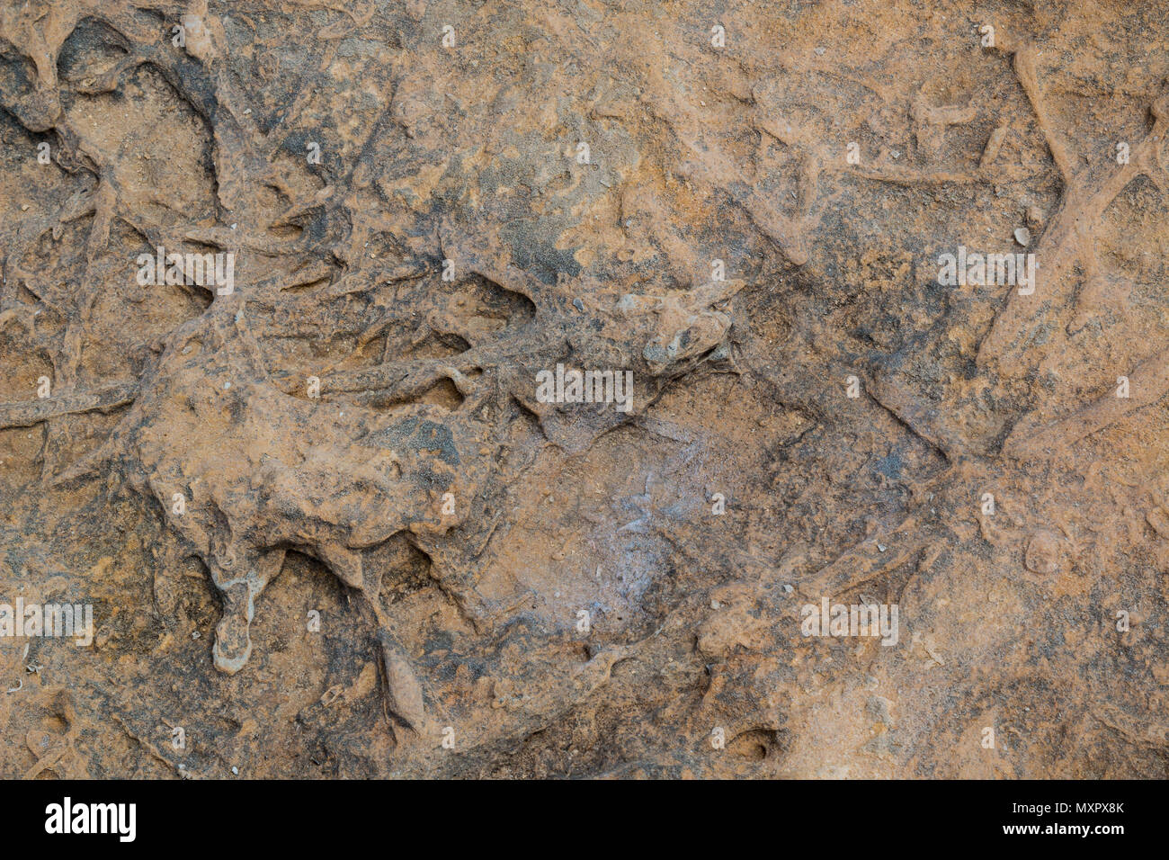 Surface d'un rocher sur la mer. L'eau, du soleil et de l'érosion créée structure abstraite. Taches salées. Gozo, Malte Banque D'Images