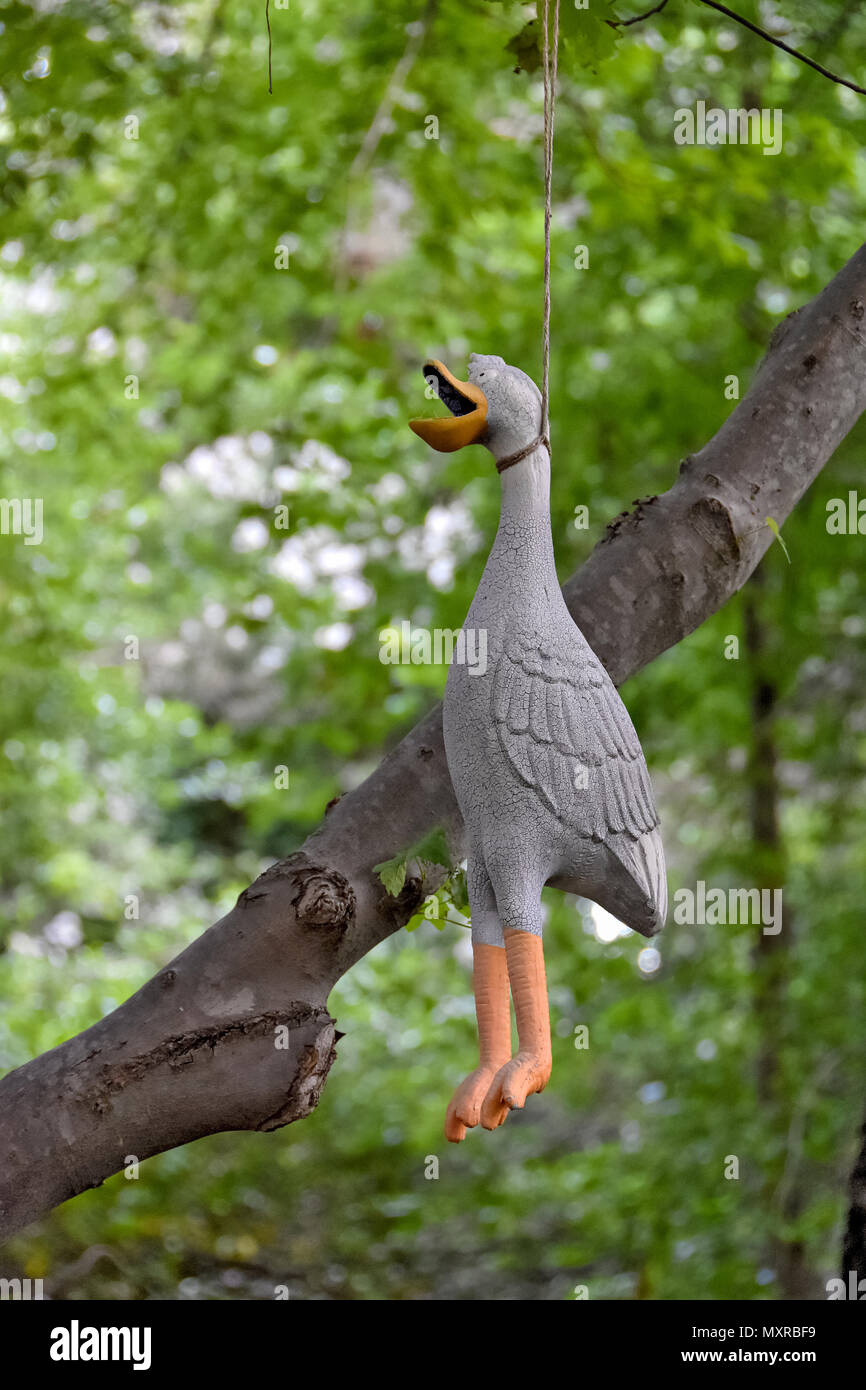 Canard en caoutchouc pendant de branche d'arbre en bois l'été Banque D'Images