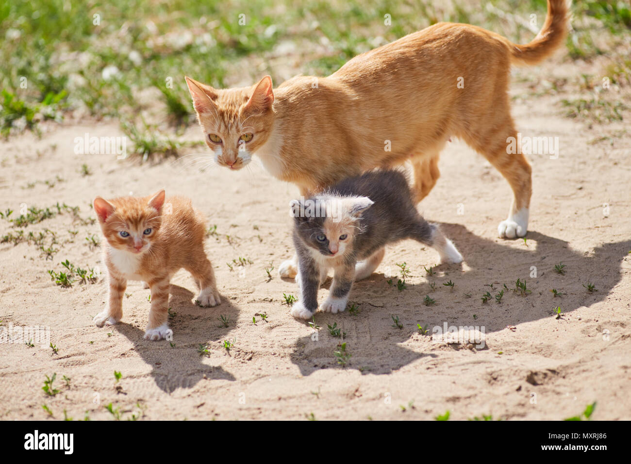 Chat Adulte Avec Le Gingembre Et Les Chatons Gris Yeux Bleus Marche Sur Le Sol Vue De Cote Avec Soin Photo Stock Alamy Chat Adulte Avec Le Gingembre Et Les Chatons Gris Yeux Bleus Marche Sur Le Sol Vue De Cote Avec Soin Photo Stock Alamy