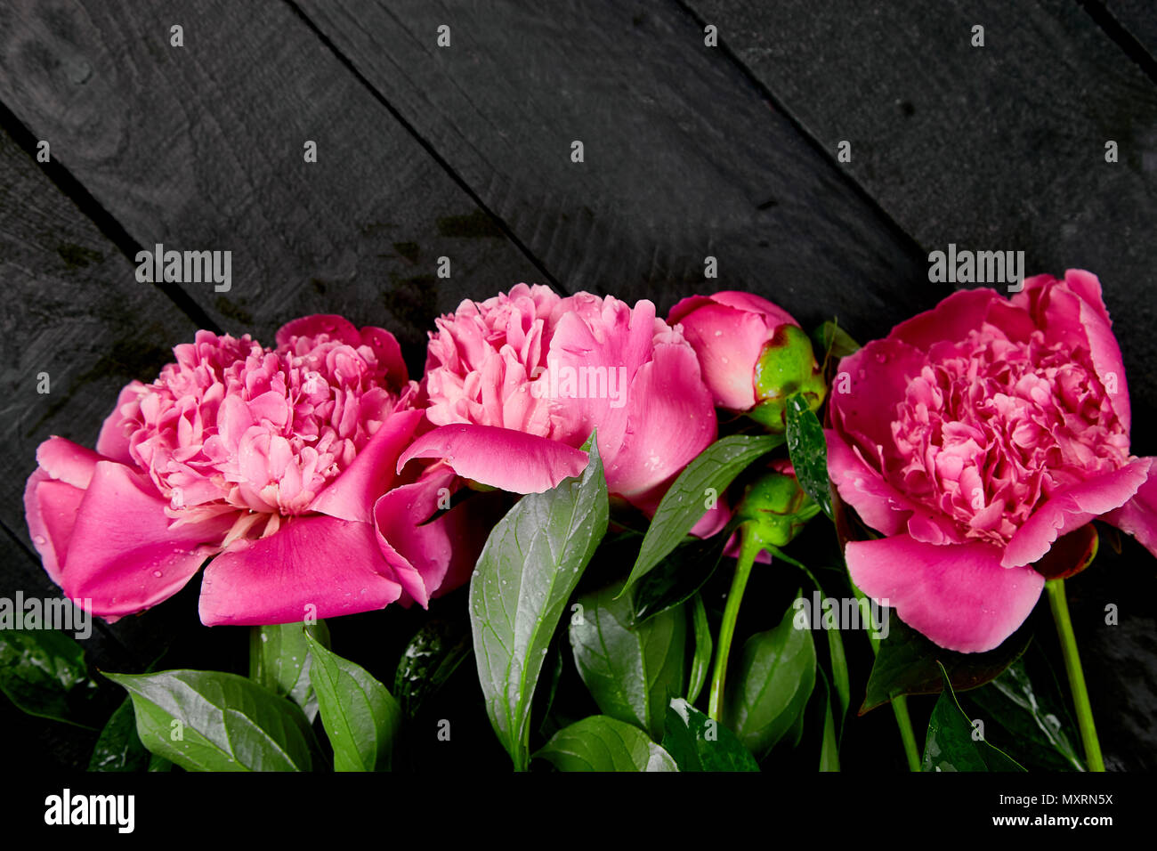 Belles Fleurs Rose Sur Fond Noir Copie Espace Vue D En Haut Mise A Plat Style Carte De Vœux Femme Ou De La Mere 24 Anniversaire Photo Stock Alamy Belles Fleurs Rose Sur Fond Noir Copie Espace Vue D En Haut Mise A Plat Style Carte De Vœux Femme Ou De La Mere 24 Anniversaire Photo Stock Alamy