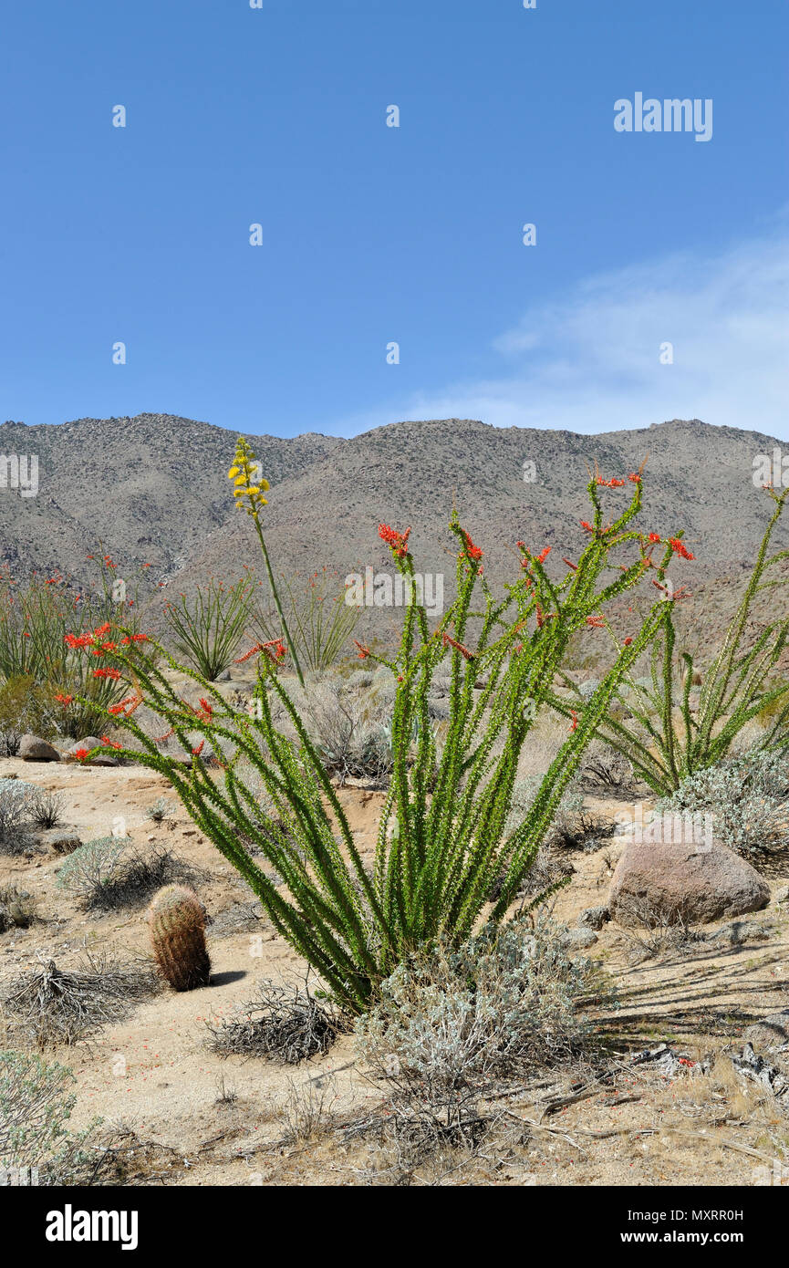 La floraison et Century Plant, Canyon Glorietta, Anza-Borrego Desert State Park, CA, USA 30212 120328 Banque D'Images