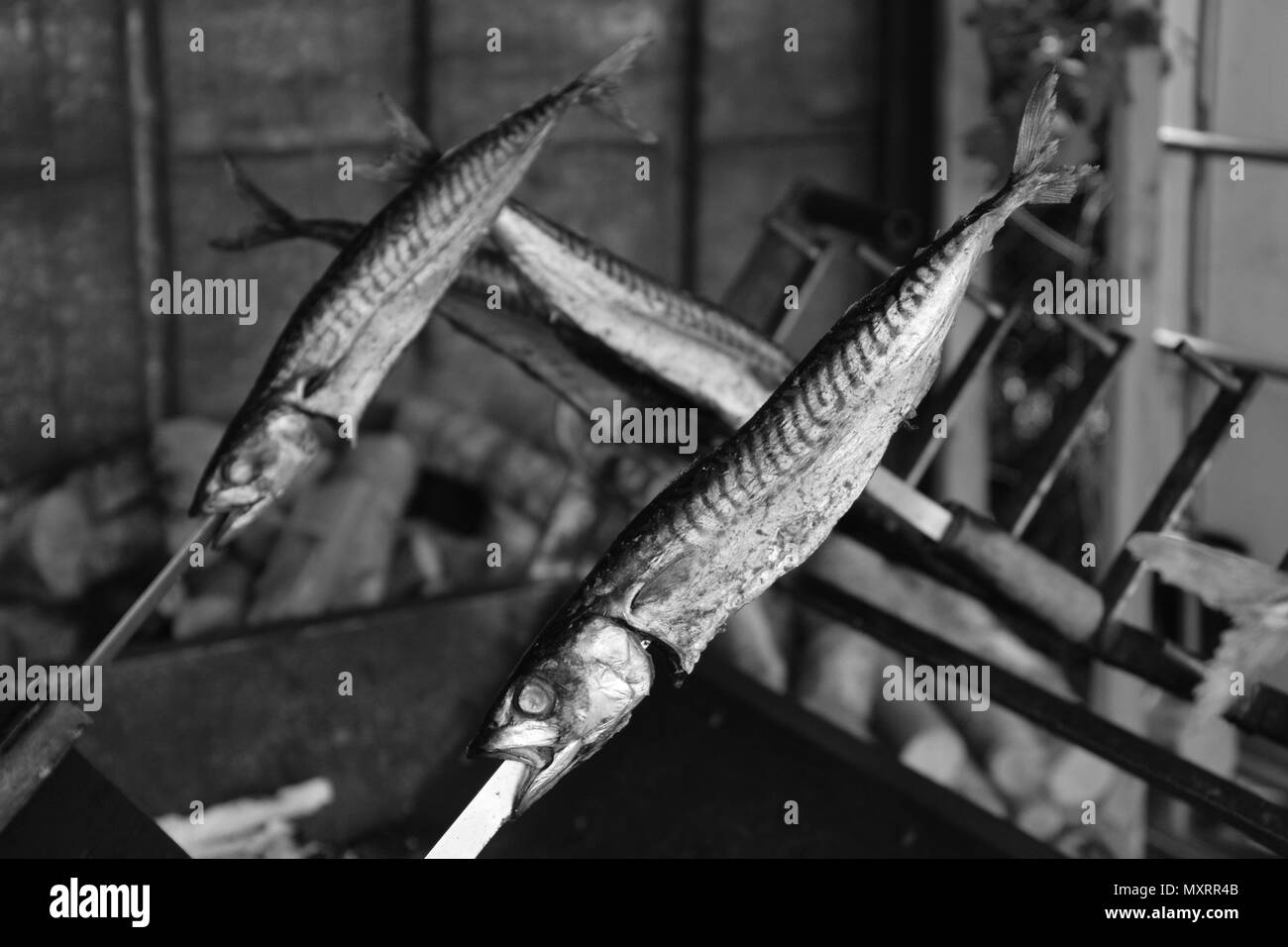 Look noir et blanc de maquereaux de l'Atlantique grillé Banque D'Images