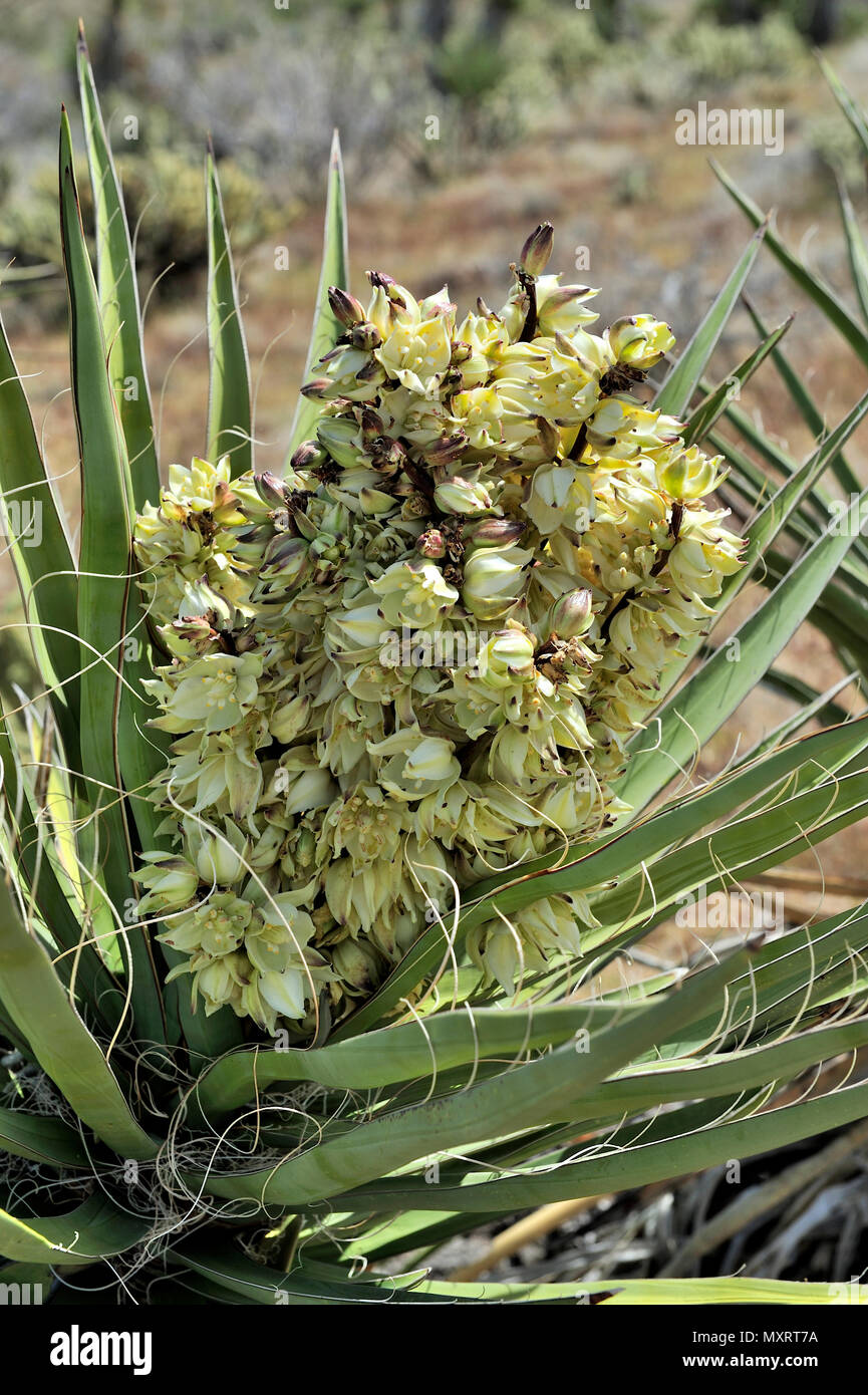 La floraison du yucca, Cool Canyon, Anza-Borrego Desert State Park, CA, USA 30228 120328 Banque D'Images