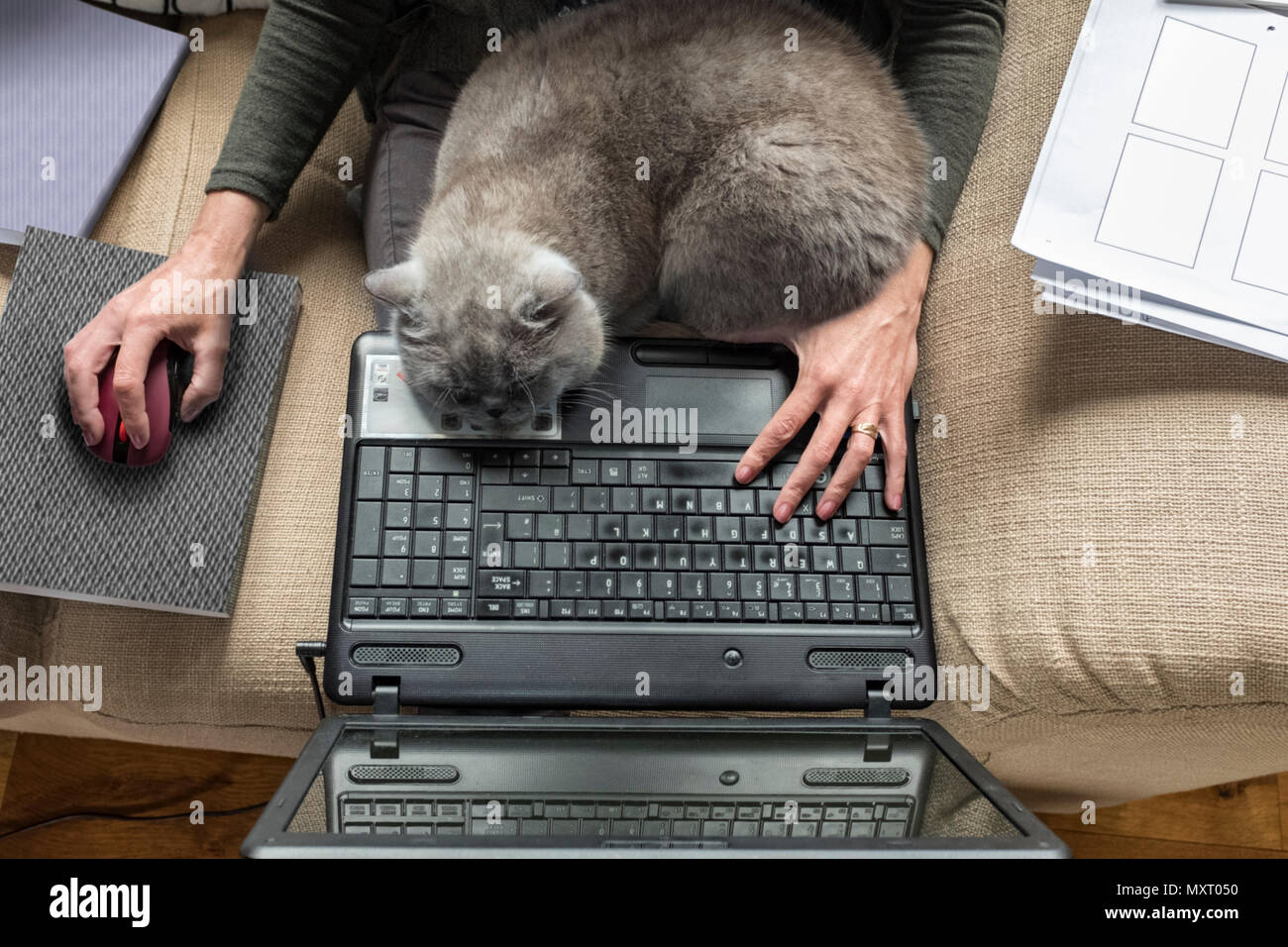 Une femme assise sur un canapé avec un chat gris endormi sur son ordinateur portable. Banque D'Images