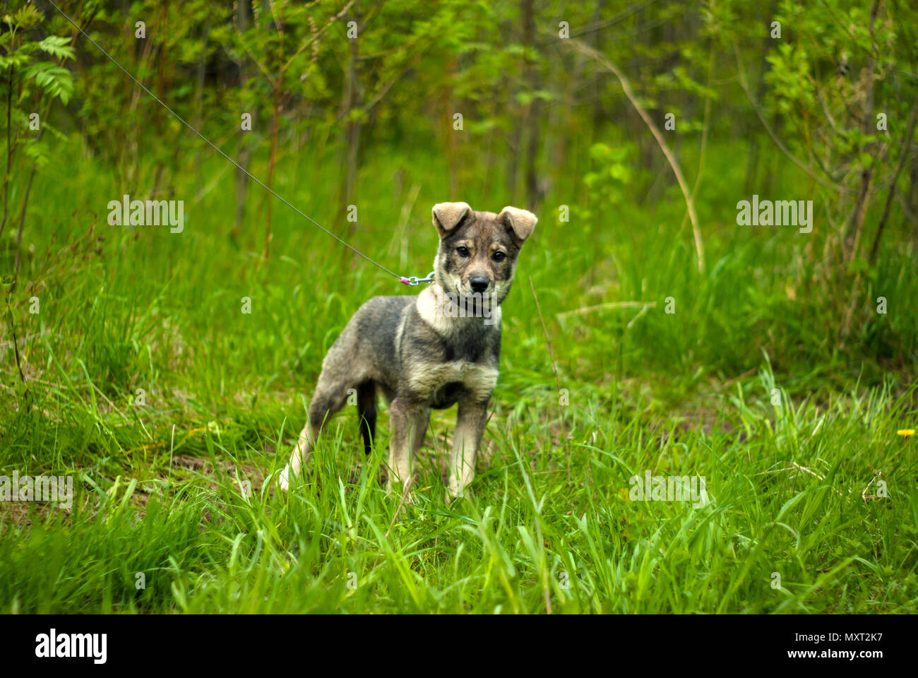 Cool Gray chiot bâtard avec oreilles suspendus avec d'intéressantes cherche dans un cadre sur un fond vert naturel Banque D'Images