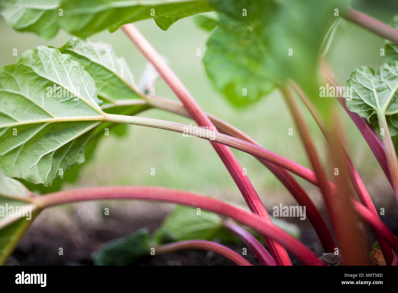 La rhubarbe croissante dans le jardin d'accueil Banque D'Images